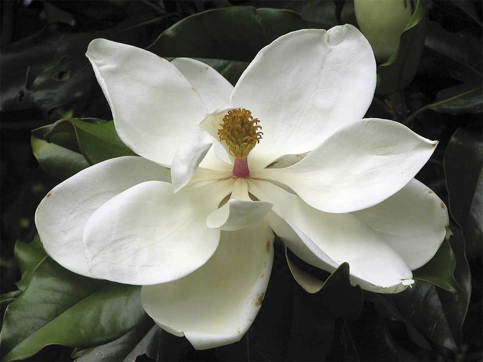 wallpapers Southern Magnolia Flower Wallpapers 1600x1200