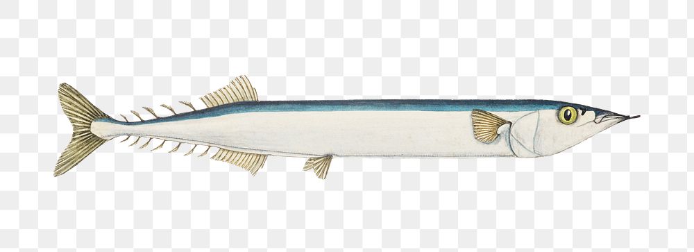 Atlantic Saury Png Image Wallpaper