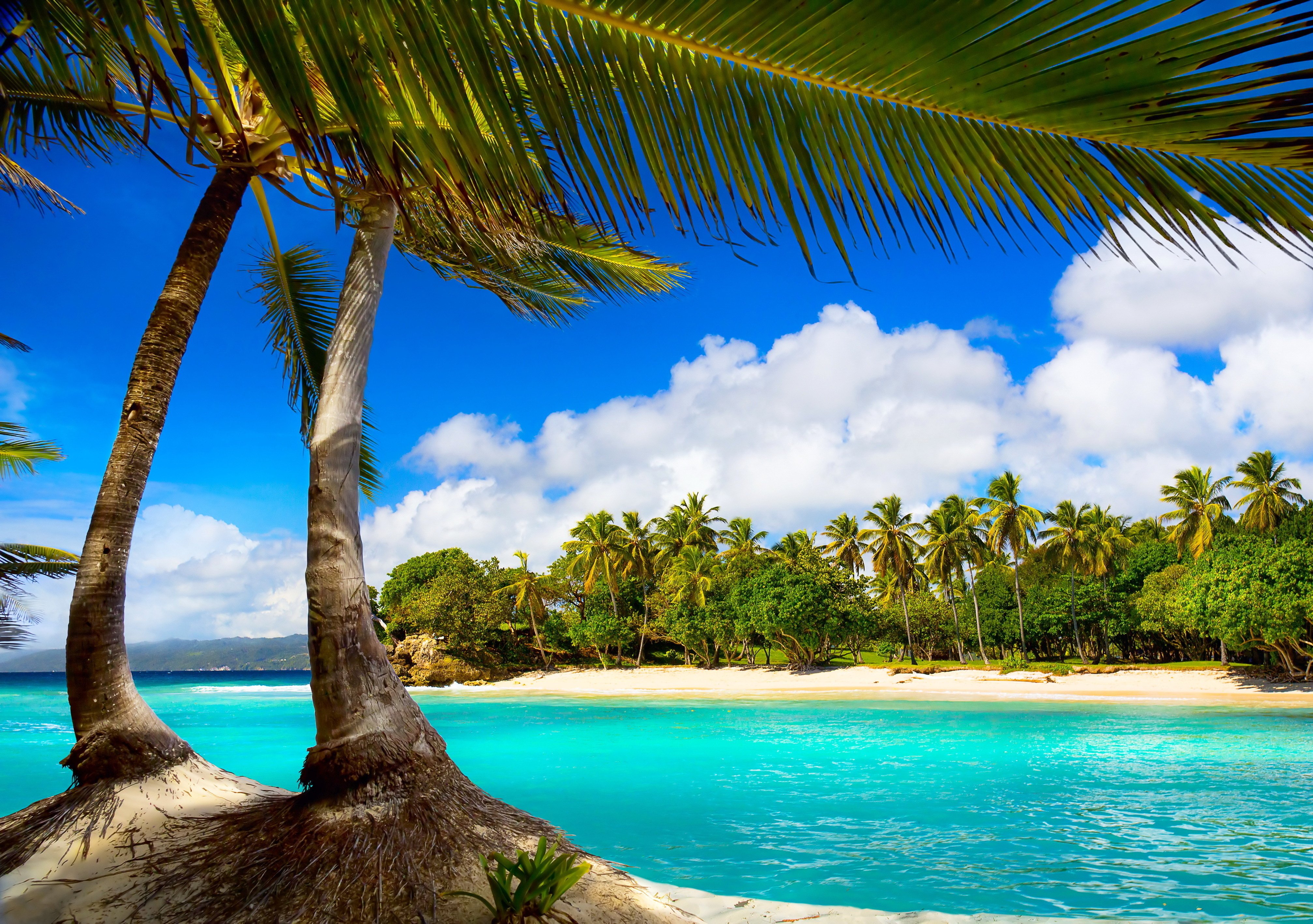Tropical beach with palm trees and turquoise water