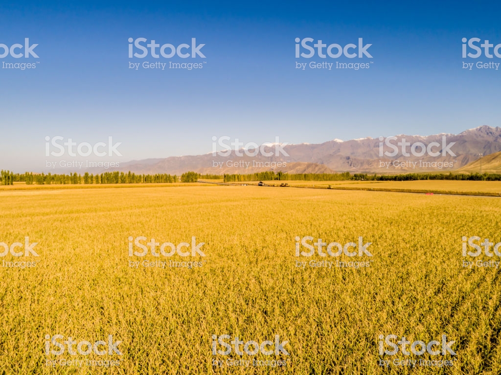 Yellow Field And Blue Sky The Pastoral Landscape Countryside