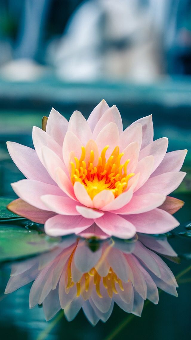 Huapika Pika On iPhone Wallpaper Lotus Flower Art