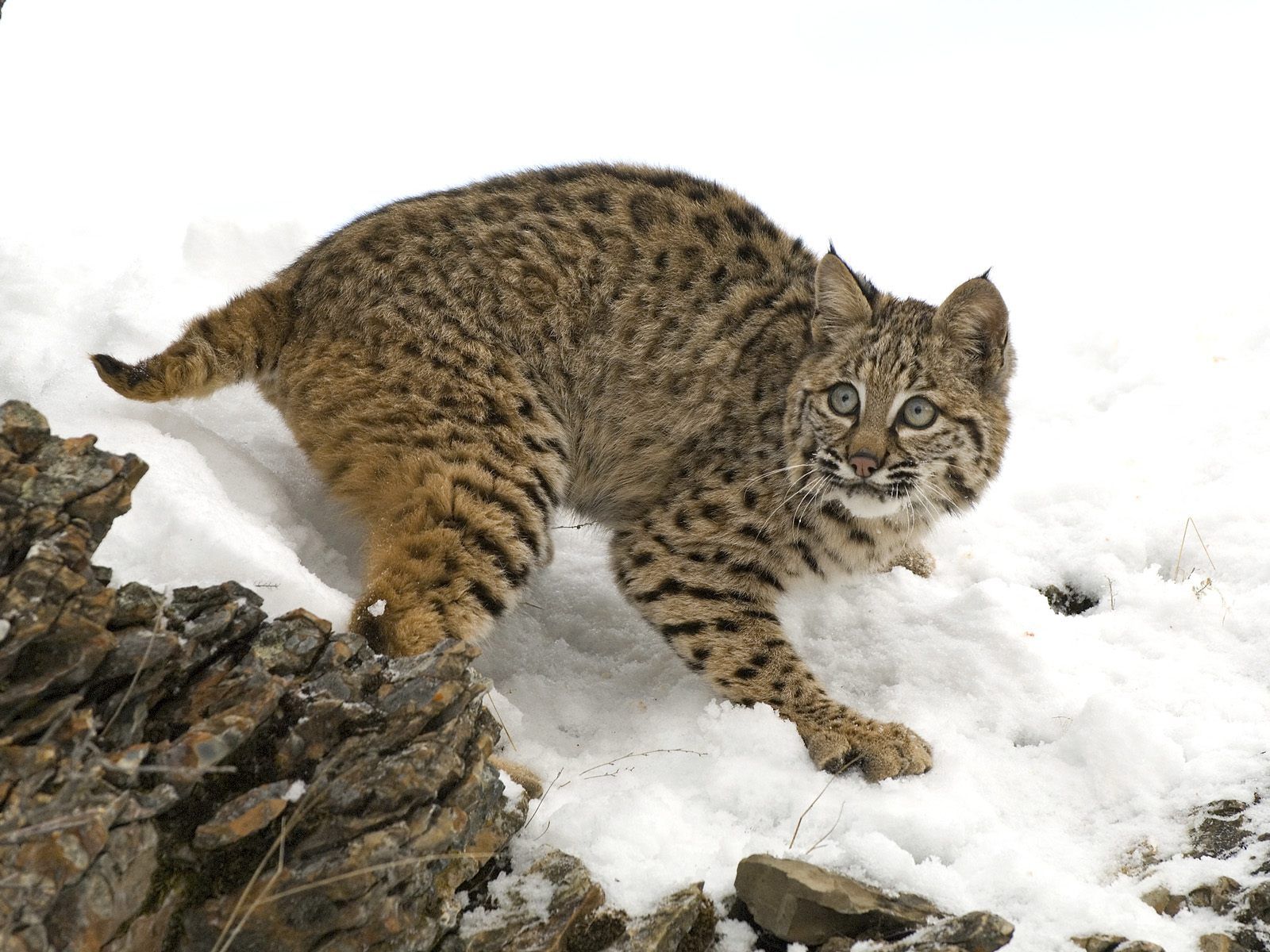 Animals Bobcat In Winter Picture Nr