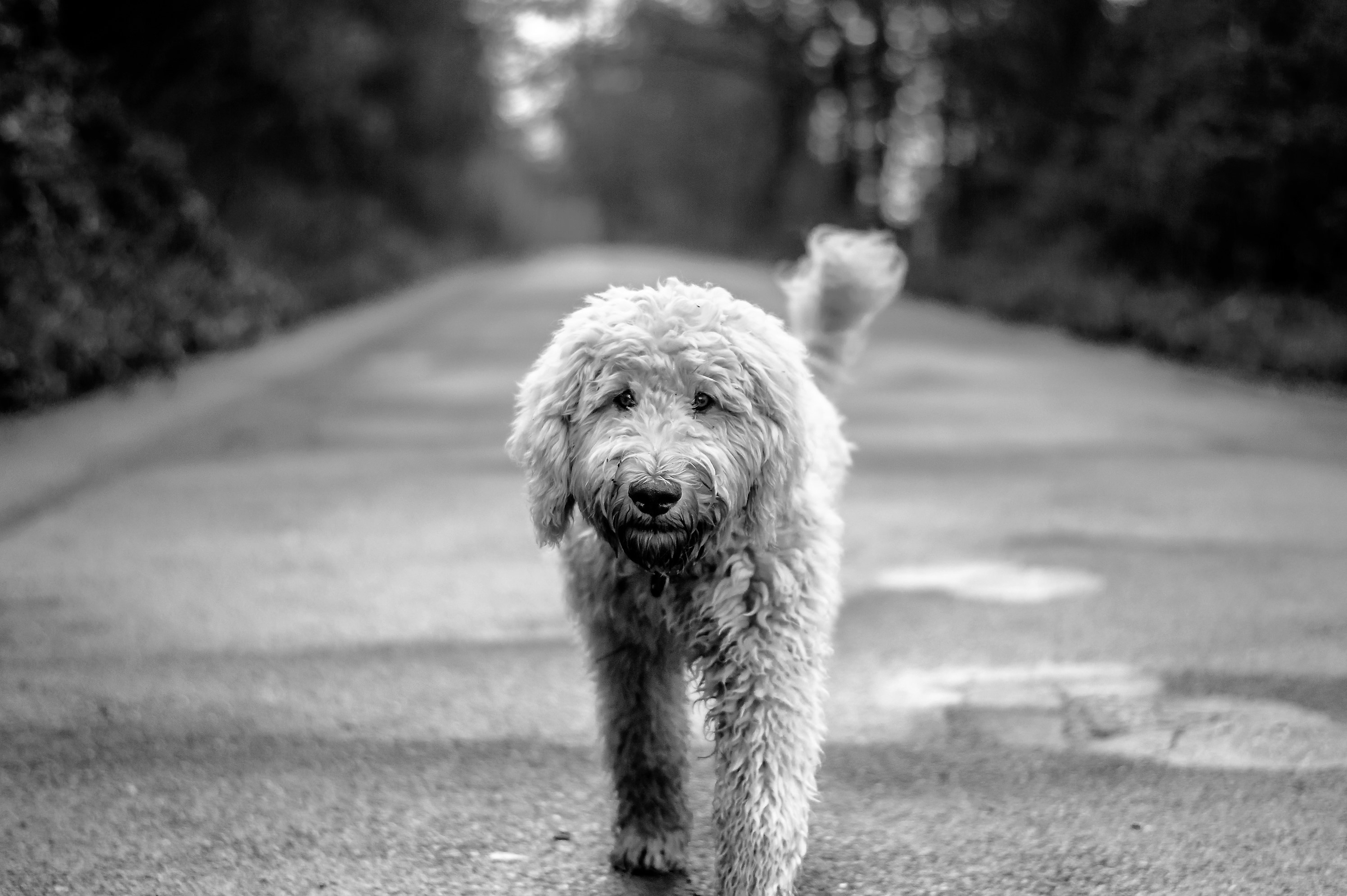 Labradoodle Grayscale Image