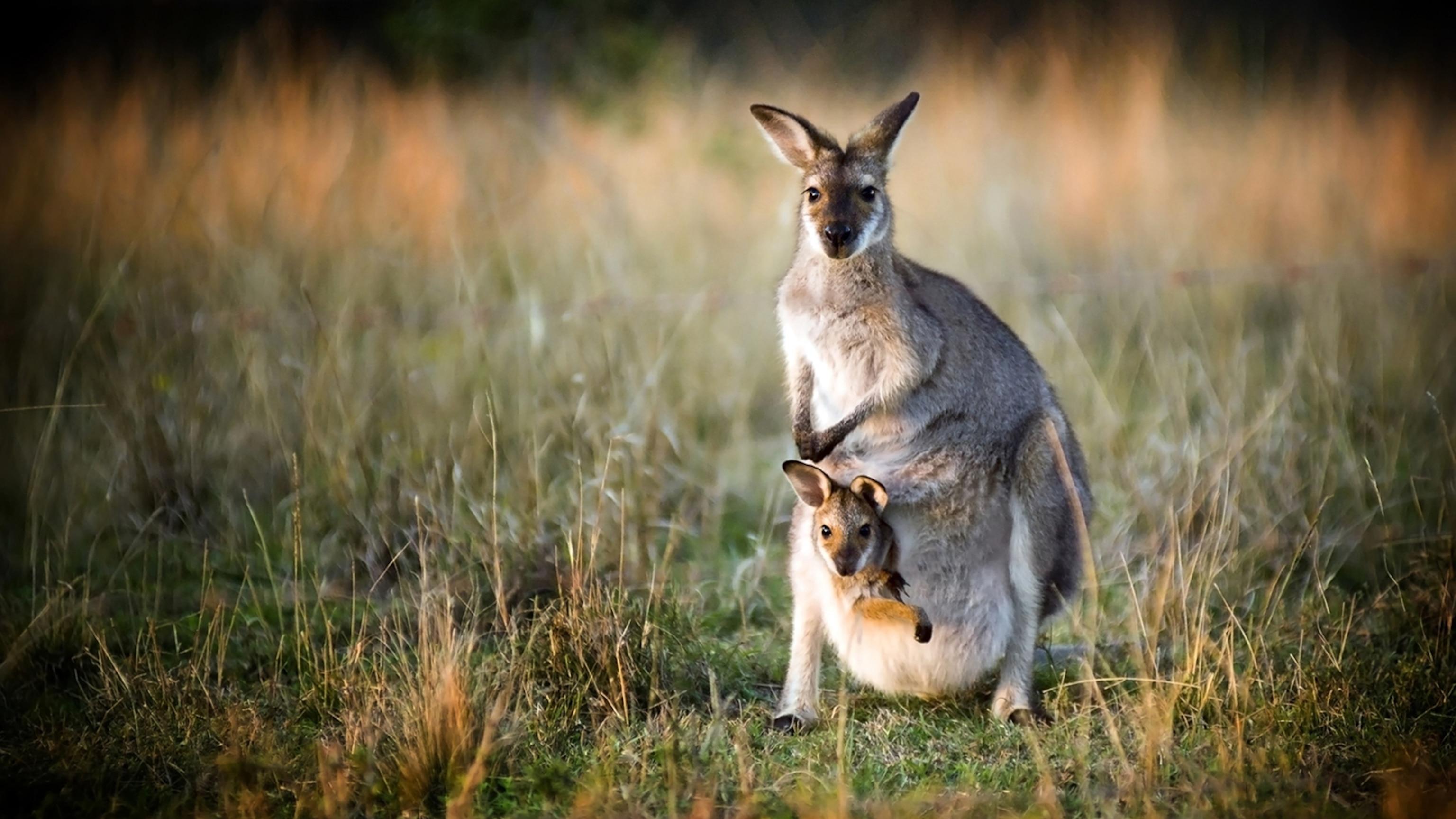 Kangaroo Facts And Photos