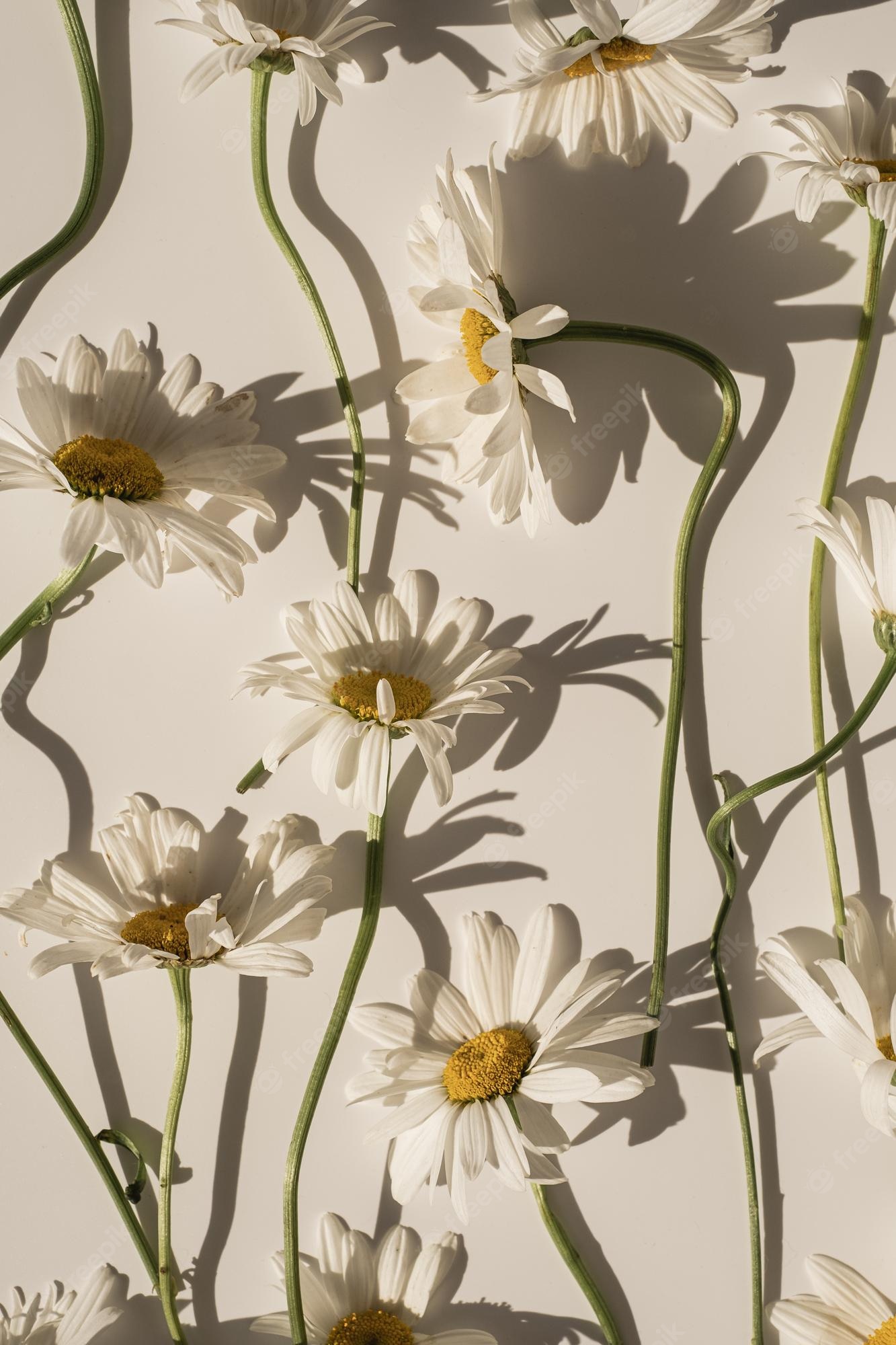 Daisy Aesthetic Wallpaper
