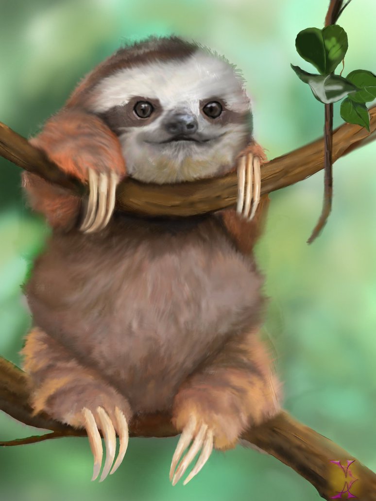 Baby Sloth By Violetadams