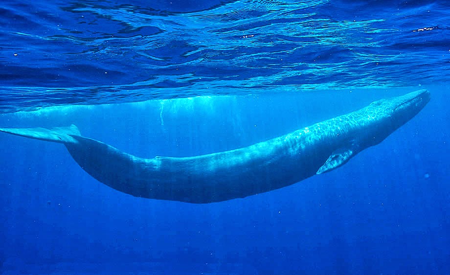 Blue Whale Whales Were Hunted Relentlessly By Whalers In