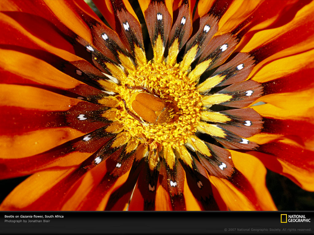 African Flower Wallpaper Photos National Geographic