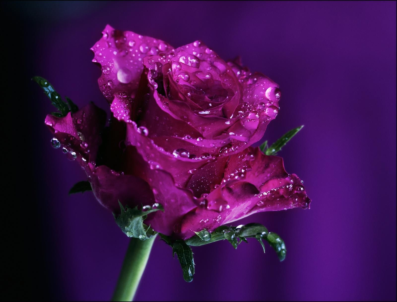Free download Purple Rose Background Wallpaper Purple Rose HD Images