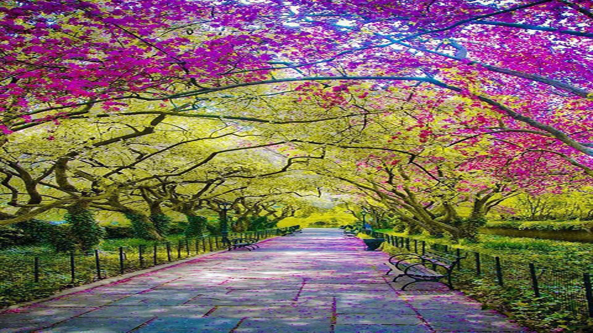 Free download Spring Central Park New York City pikdit [1920x1080