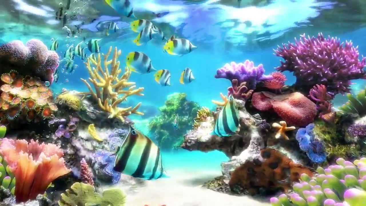 Sim Aquarium   Screensaver Live Wallpaper 1280x720