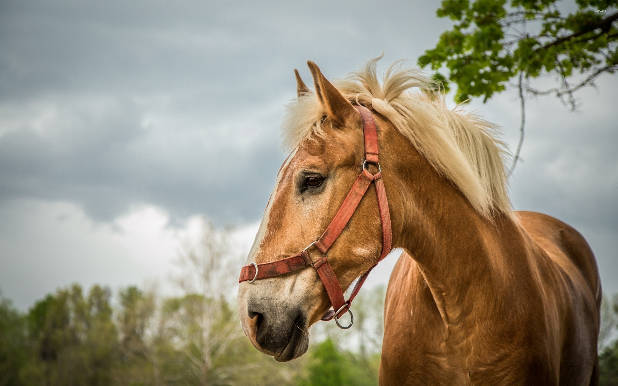 Beautiful Horse From A Side Close Up Wallpaper Animal