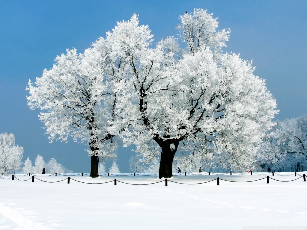 White Tree Winter 4k HD Desktop Wallpaper For Ultra Tv