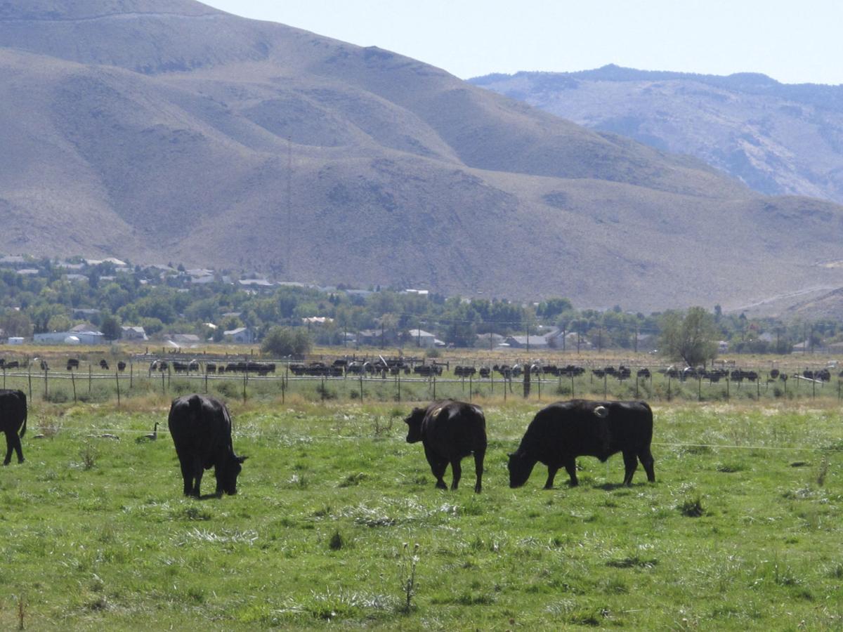 Unr Sells Slice Of Half Century Old Research Farm For 18m Food