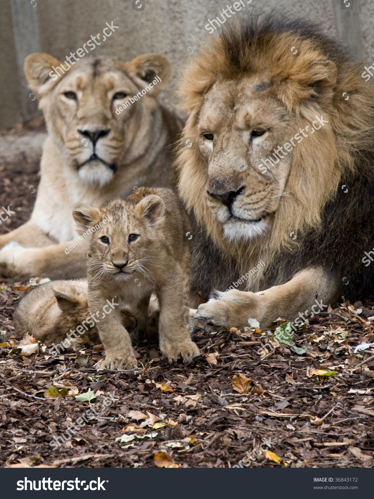 Family Lions Stock Photo Edit Now 36843172 1200x1600