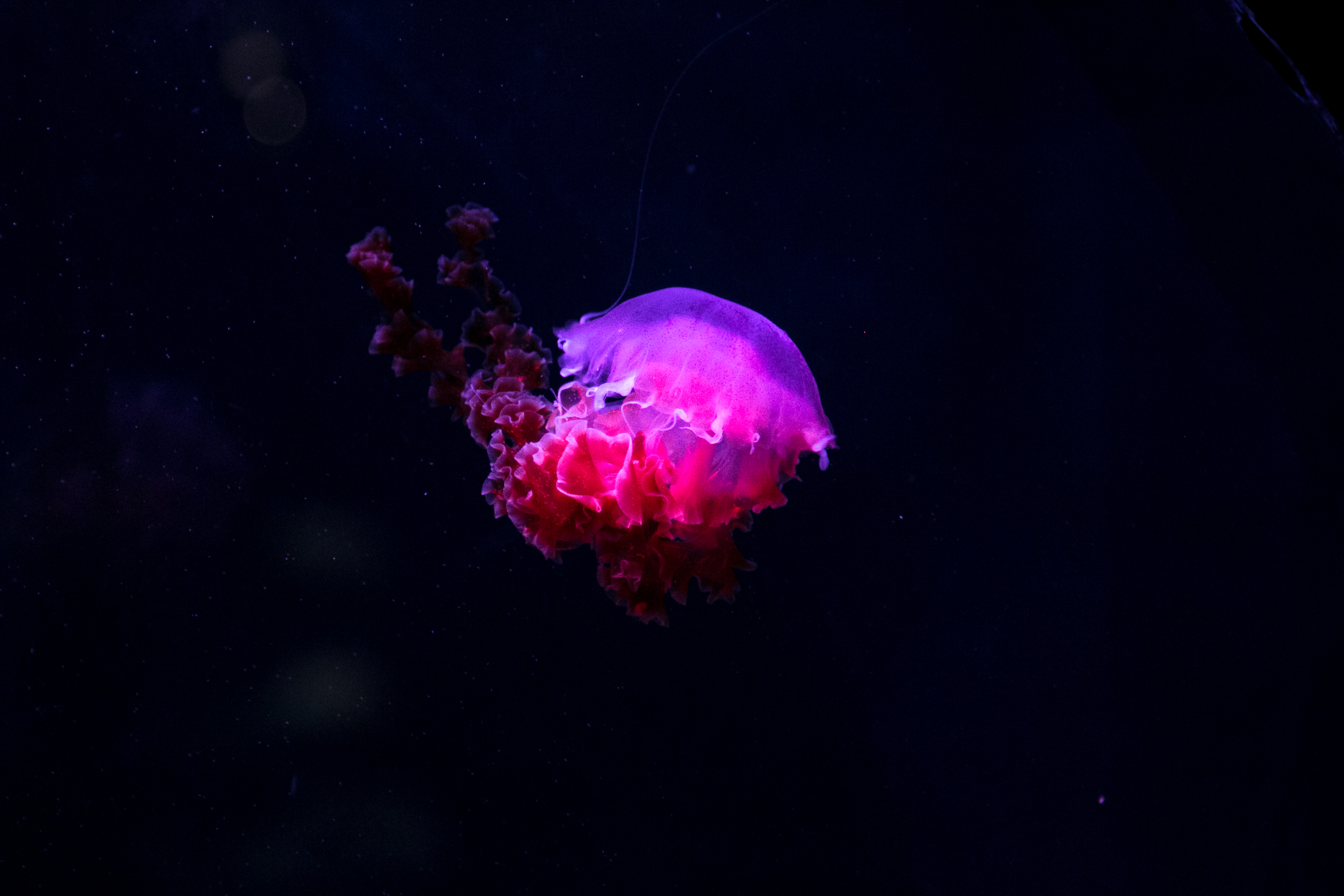 Discover The Unexpected World Of Phosphorus Disulfide - 2vd6czj