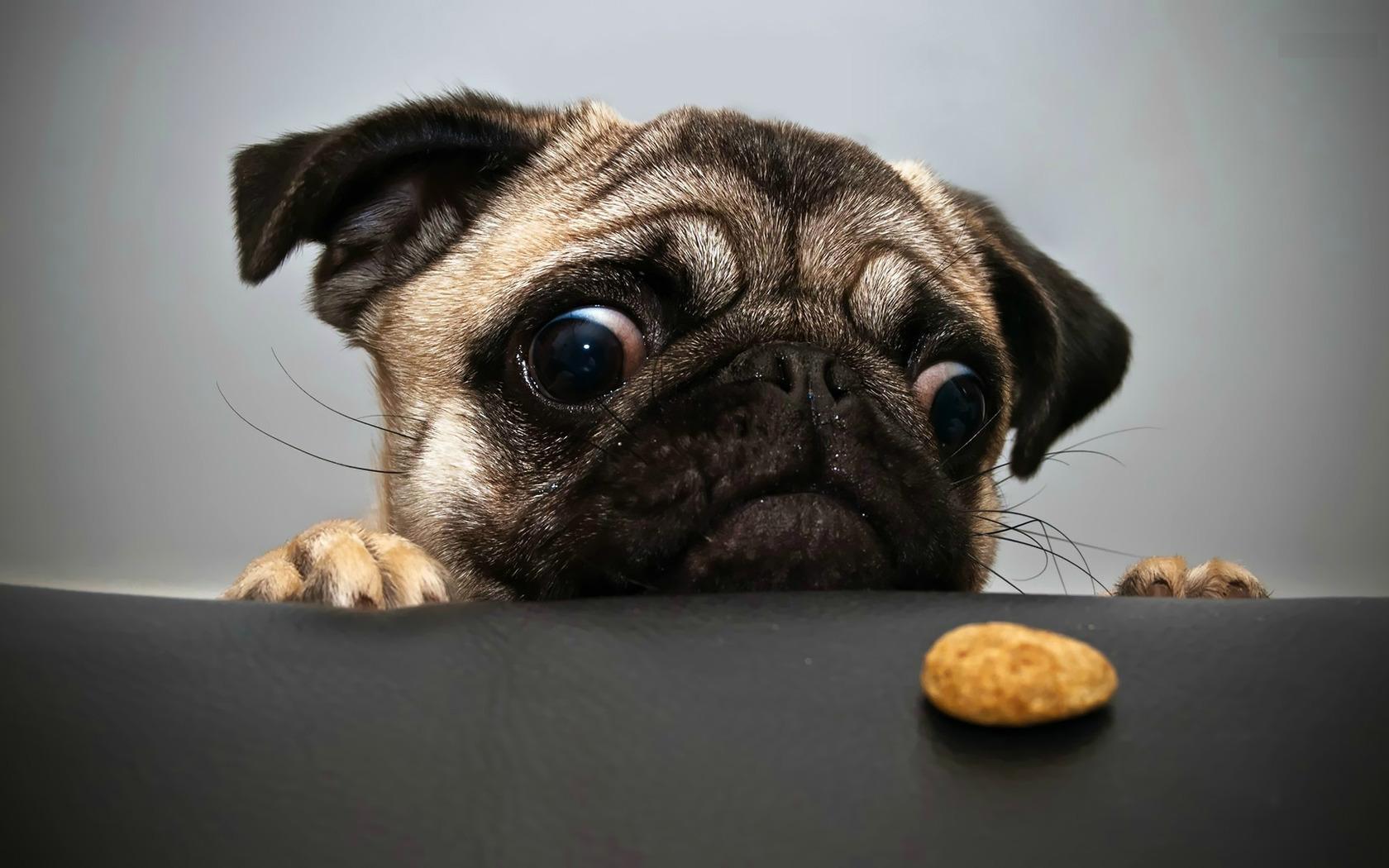 Small Pug Dog Wallpaper Funny Face Of Best