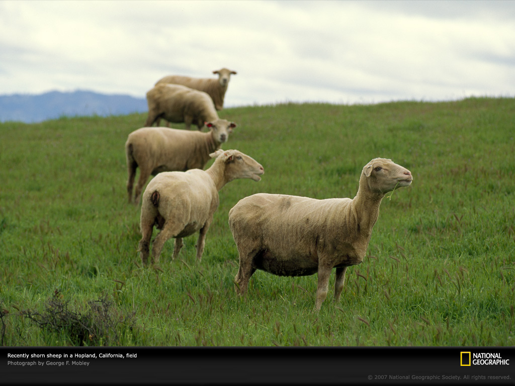 HD Animal Wallpaper Sheep