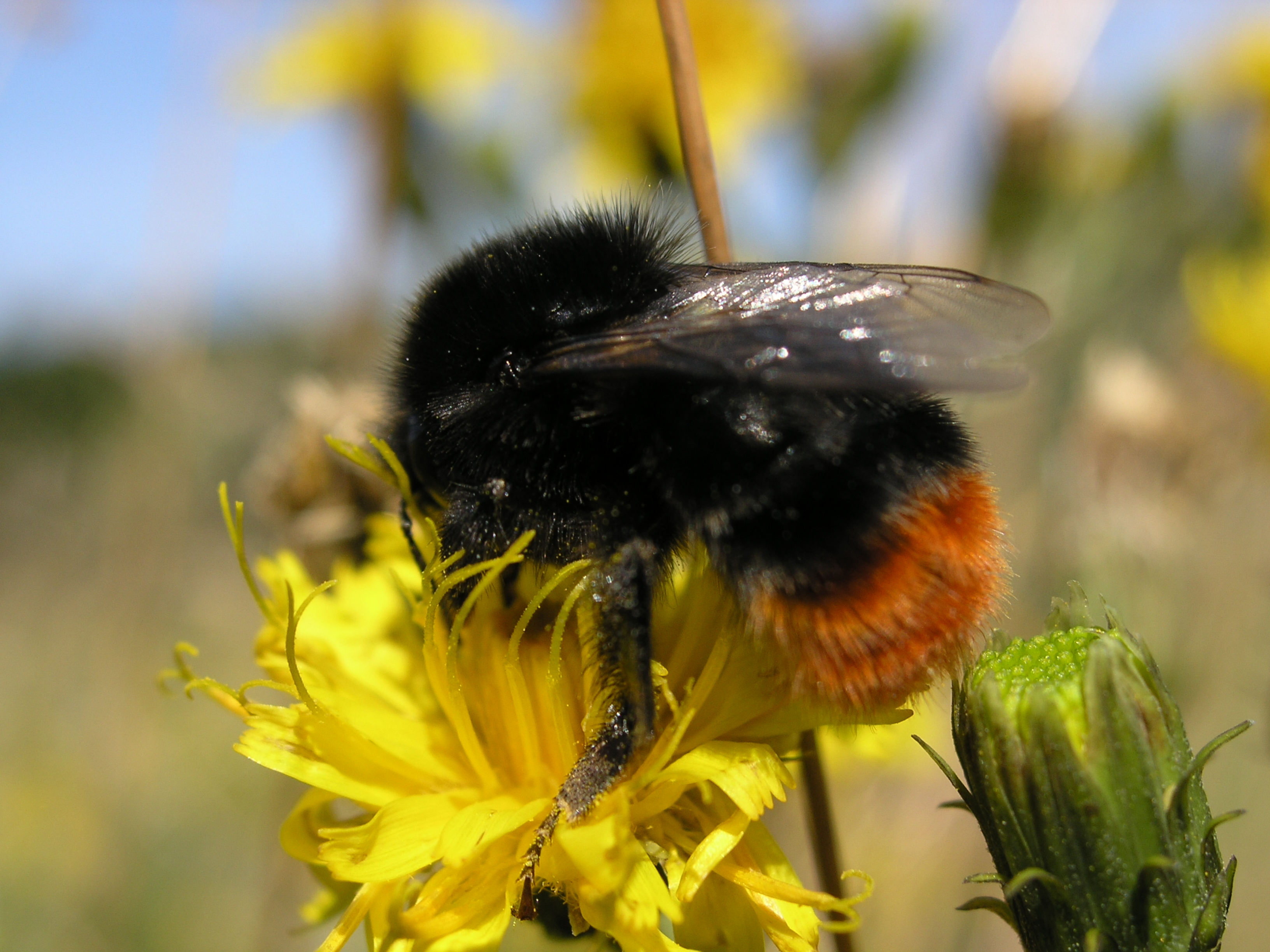 File Bumblebee On Dandelion Jpg Wikimedia Mons