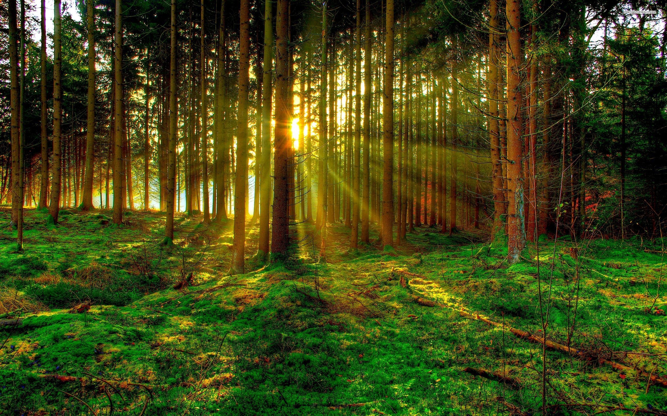 Forest Wallpaper Desktop Tree HD W