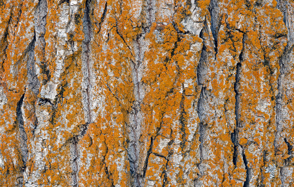 Wallpaper Tree Trunk Bark Textures