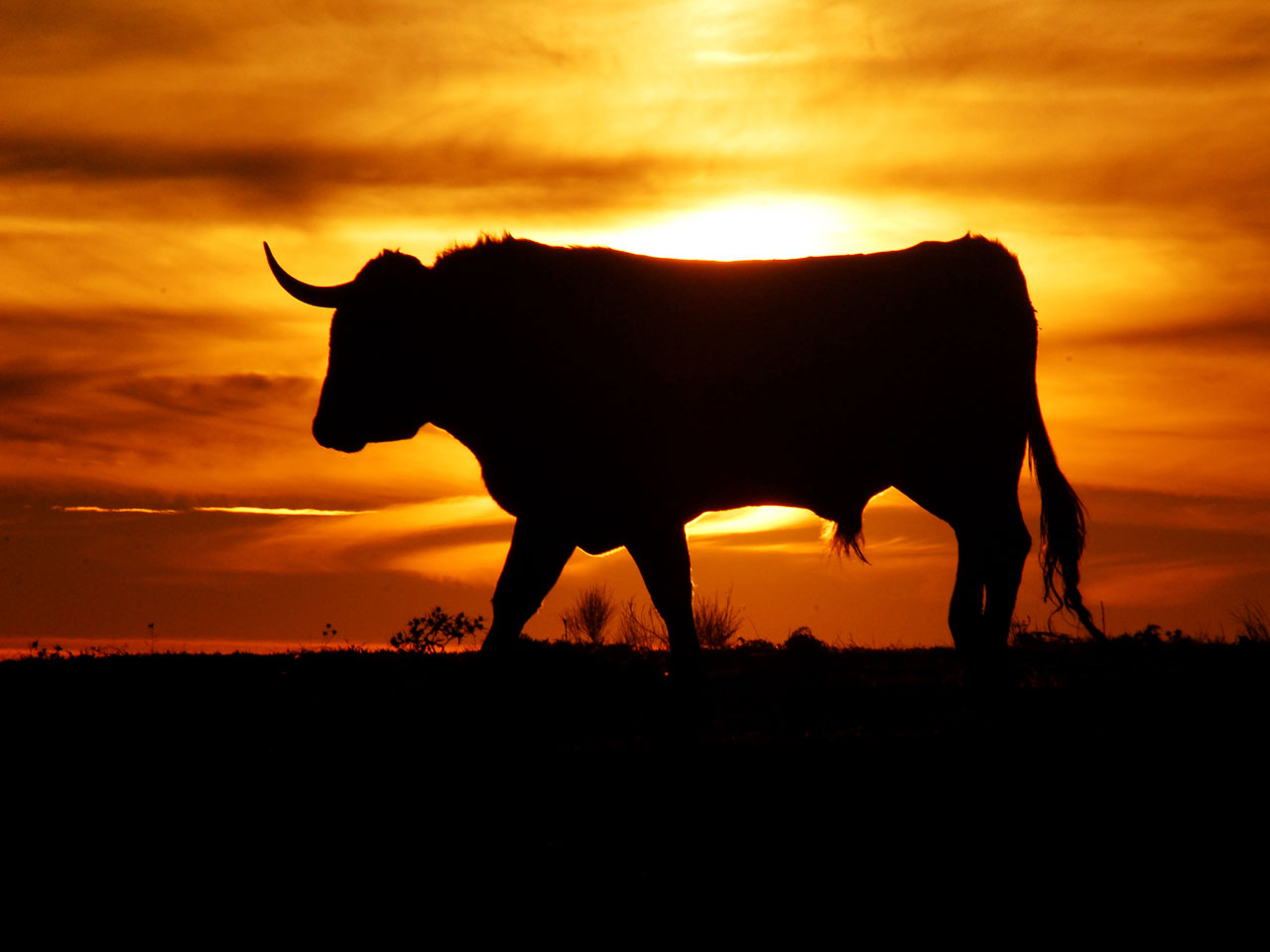 Wallpaper Big Bull On Background Sunset