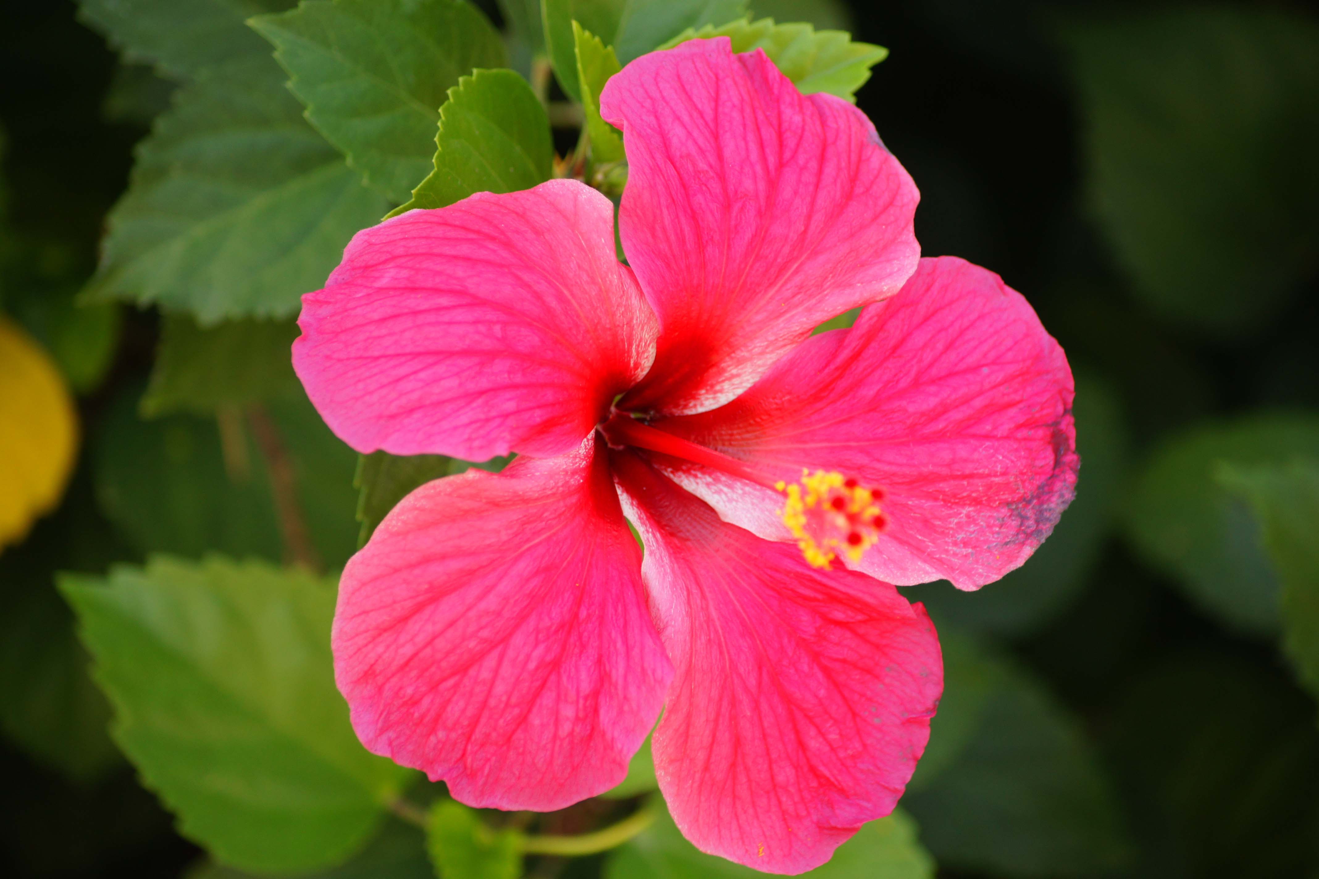 Hibiscus Wallpaper HD