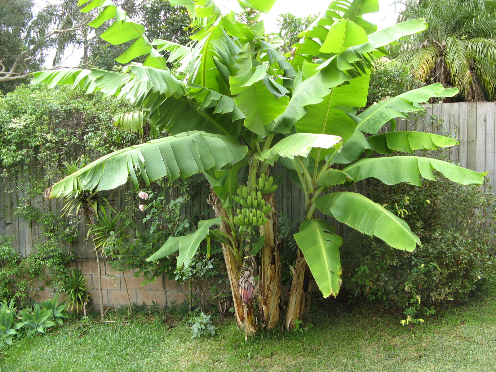 Banana Plant Images Banana plants 1600x1200