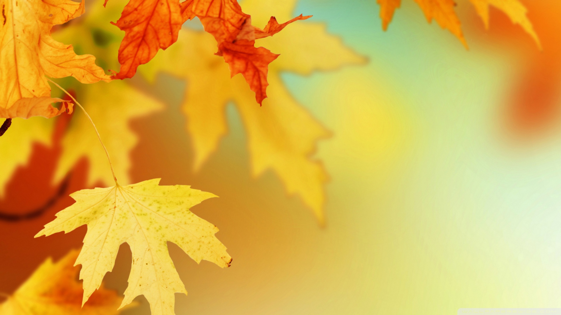 Yellow Autumn Leaves Macro Wallpaper