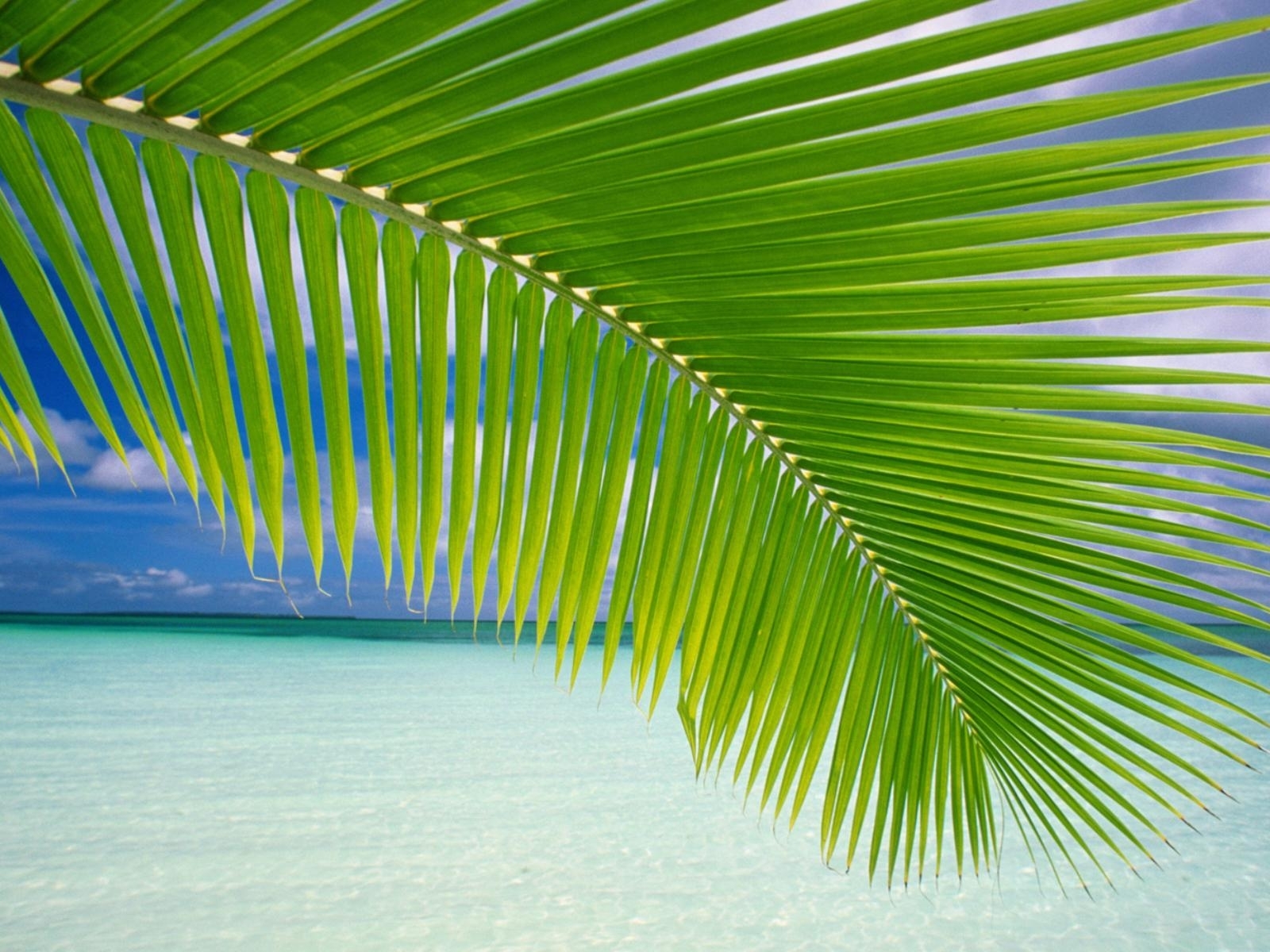 Palm Leaf On Beach Wallpaper