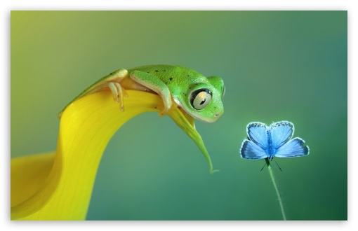 Cute Frog HD wallpaper for Standard 43 54 Fullscreen UXGA XGA SVGA