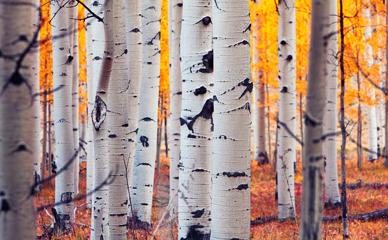 Image Usa Colorado Aspen Birch Autumn Nature Forests Trunk Tree