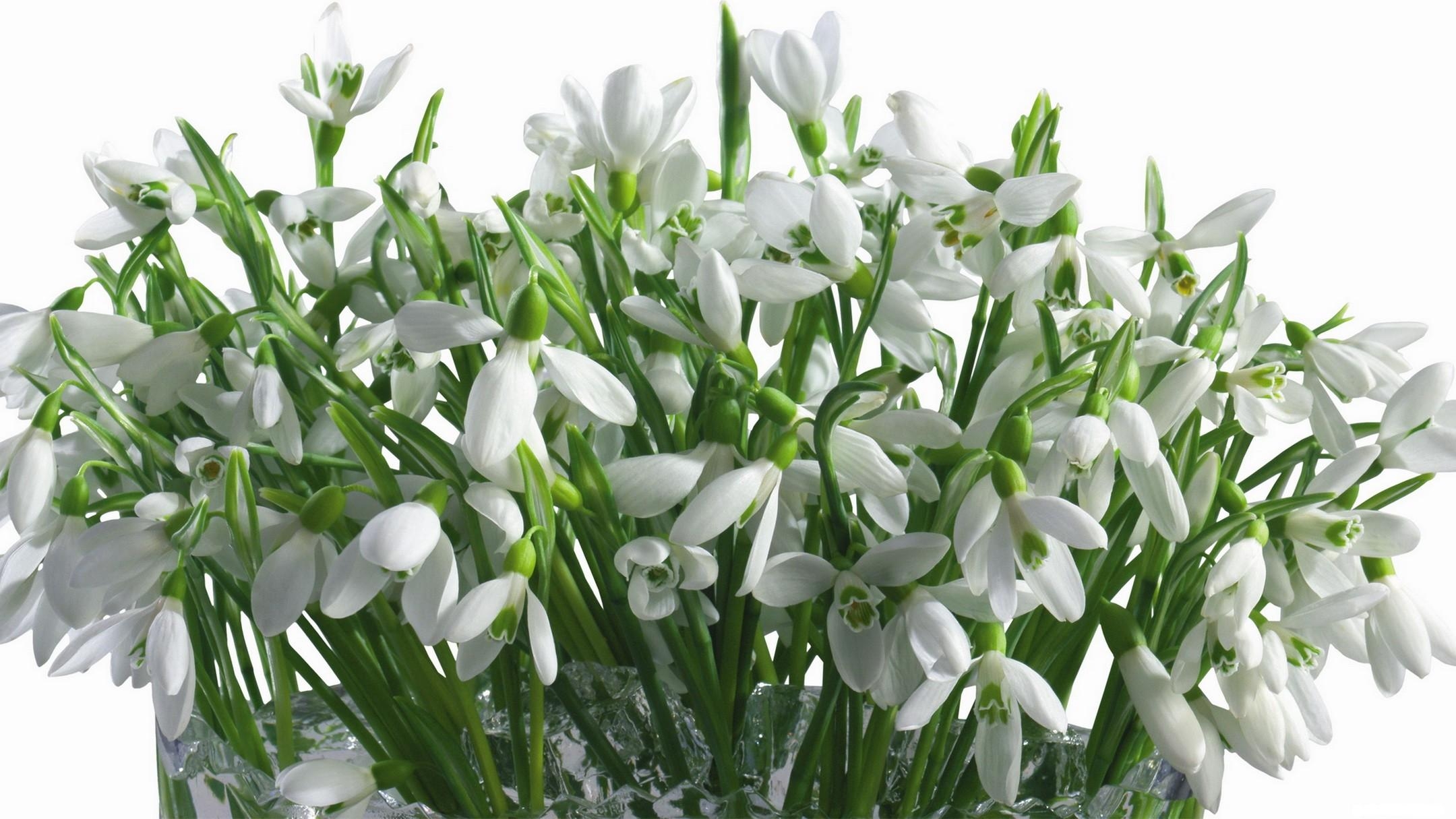 Snowdrops Flowers Bouquet Vase White Primrose Spring Stock
