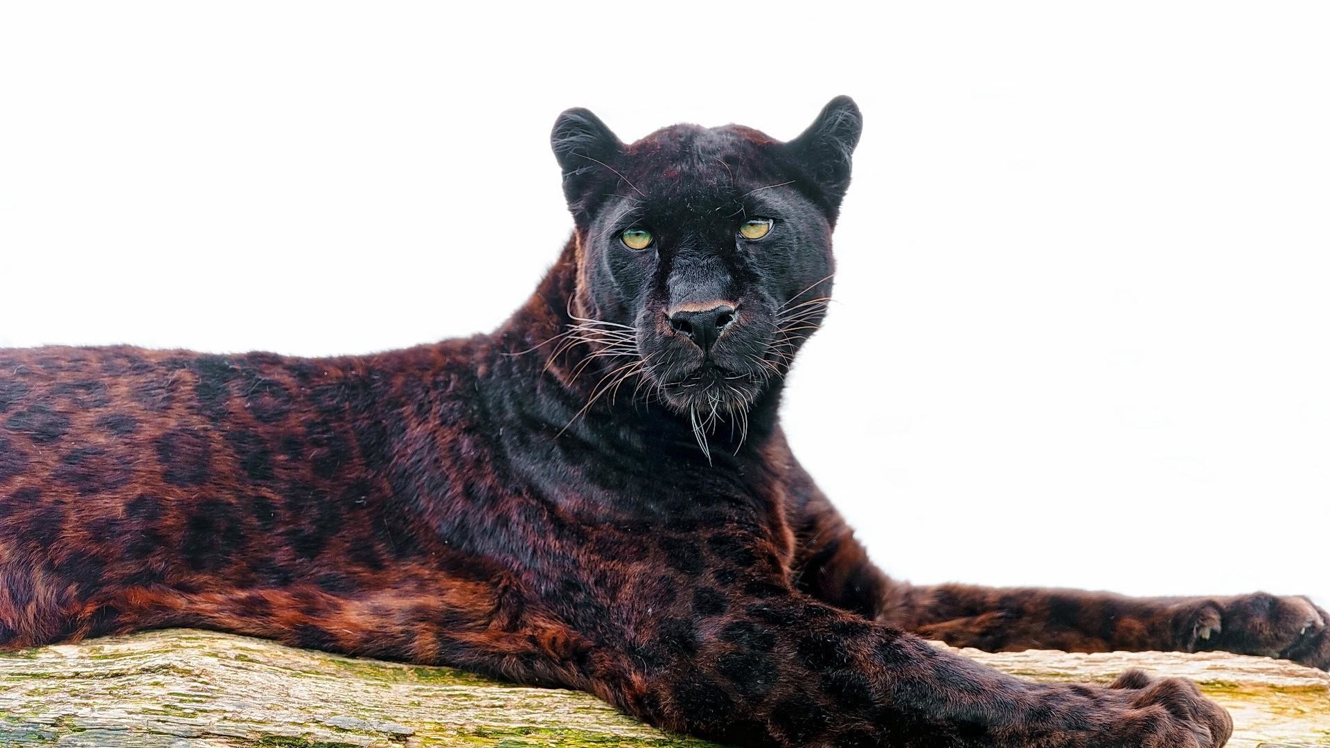 Black Leopard Wallpaper