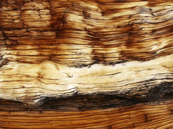 Tree Pattern Photos Trees Wallpaper Gallery    National Geographic