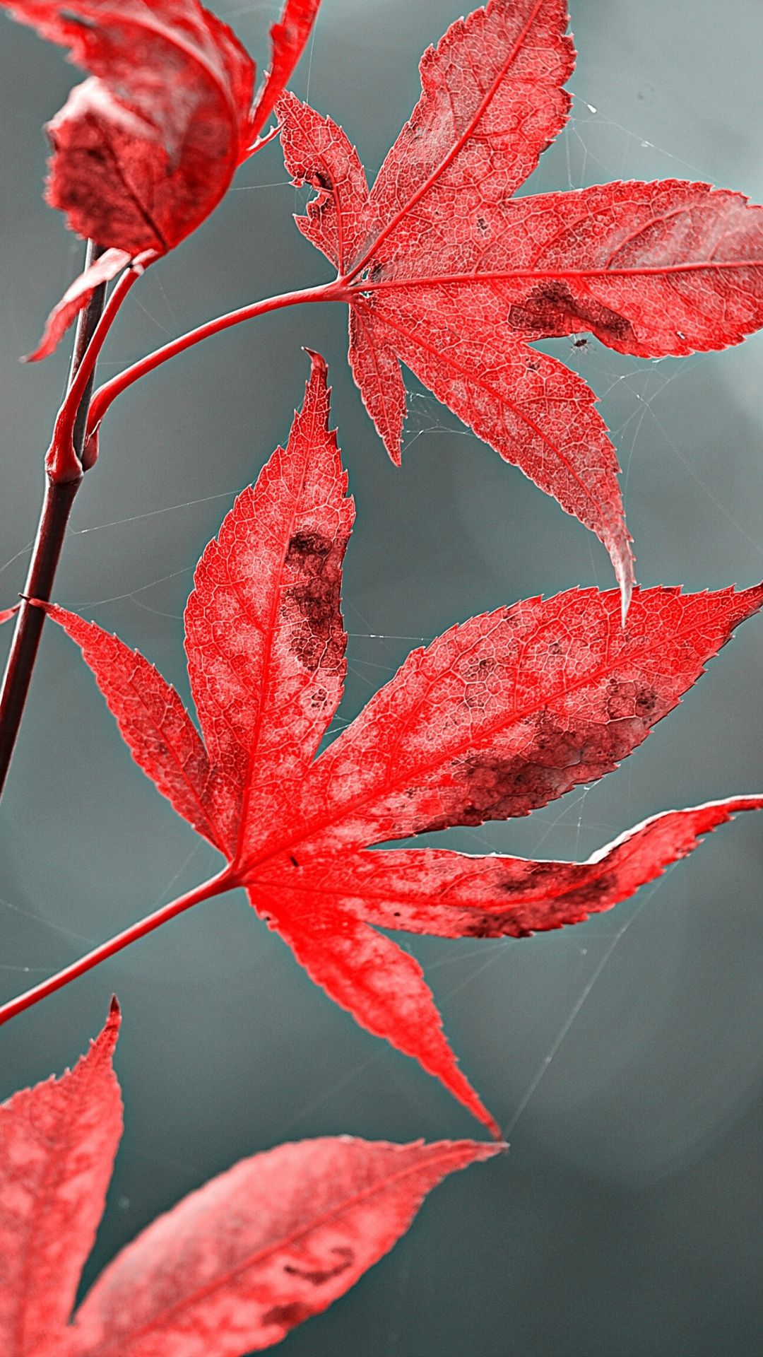 Red iPhone Wallpaper