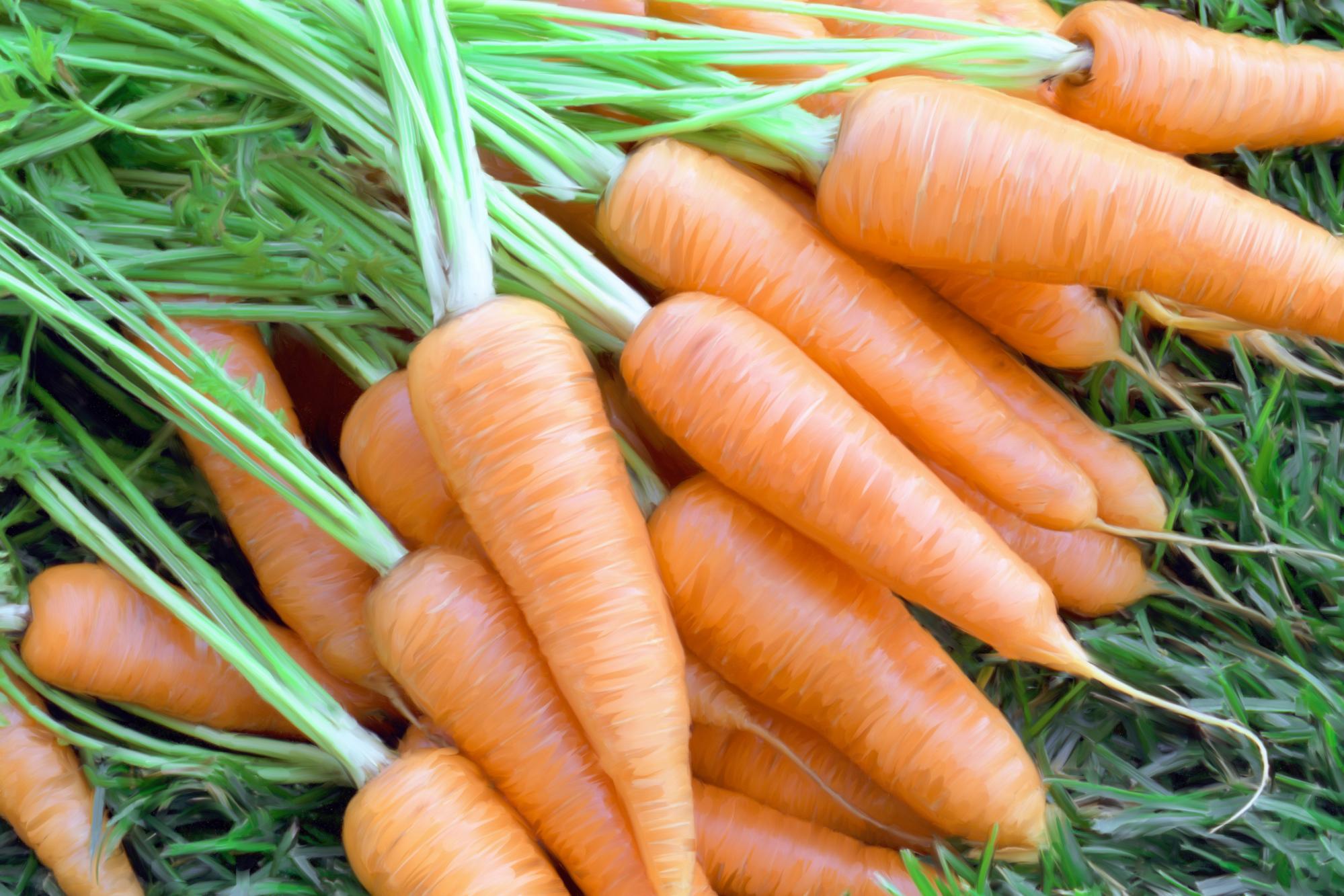 Download Cartoon Carrots Carrots Carrot Background RoyaltyFree Vector  Graphic  Pixabay