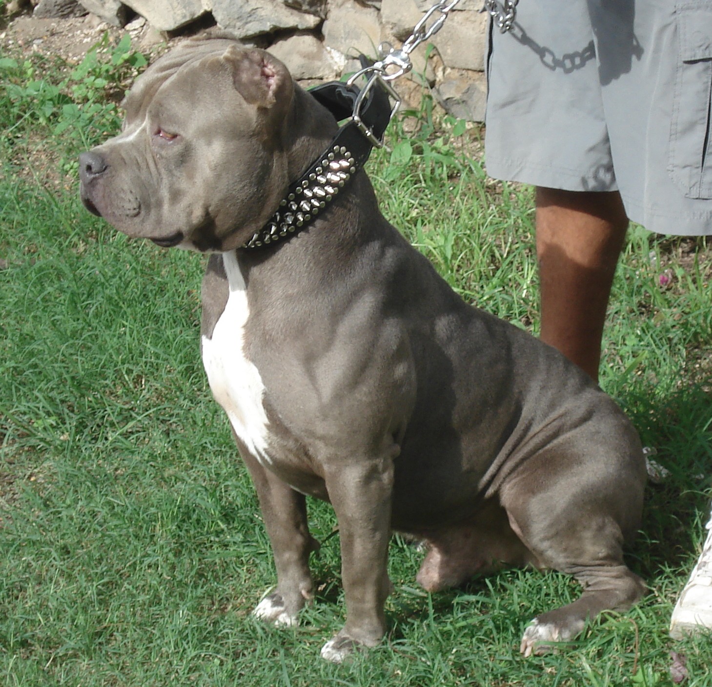 Blue American Pitbull Terrier Wallpaper Image Pictures Becuo