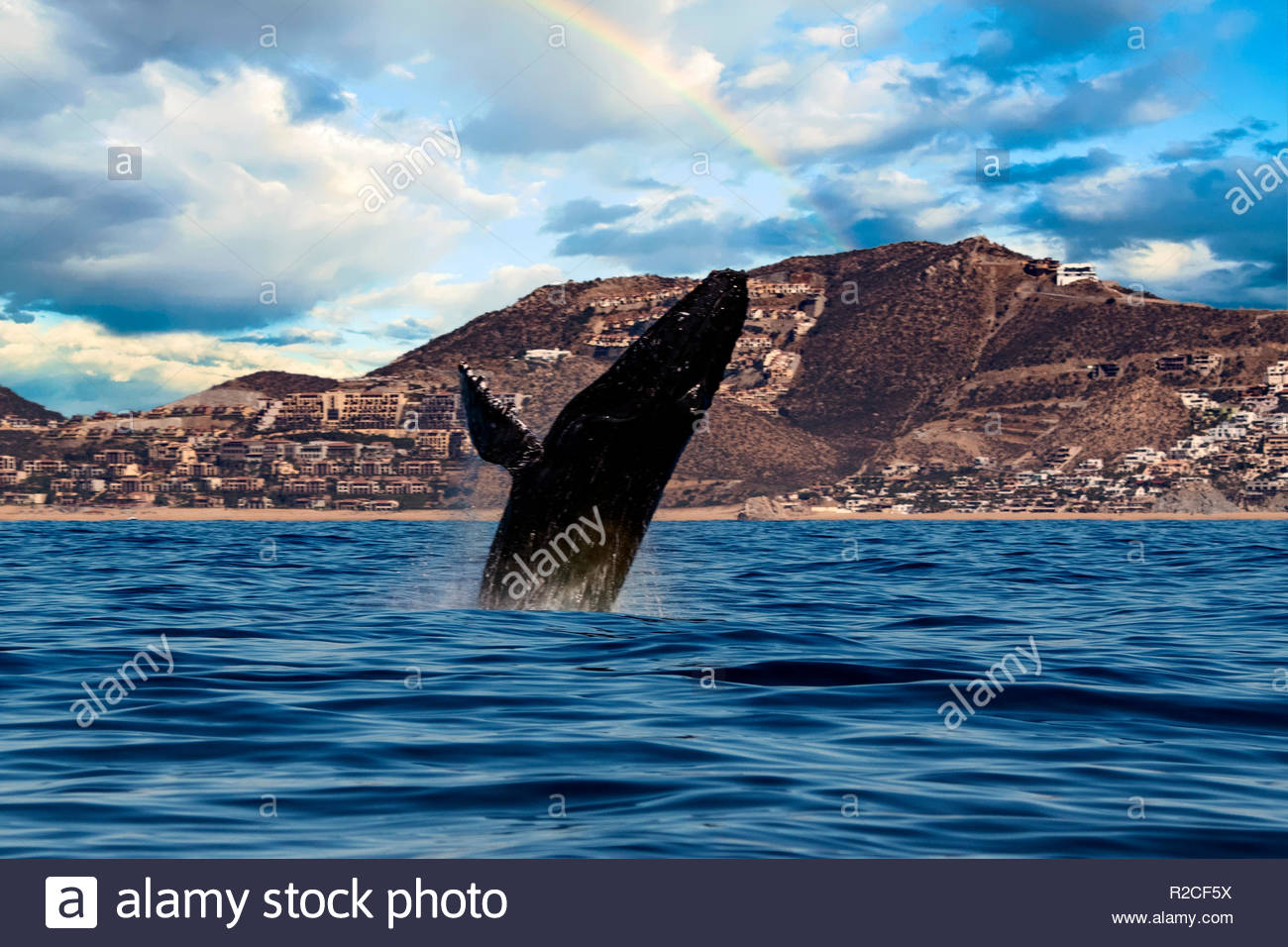 Humpback Whale Breaching On Pacific Ocean Background Near Cabo San