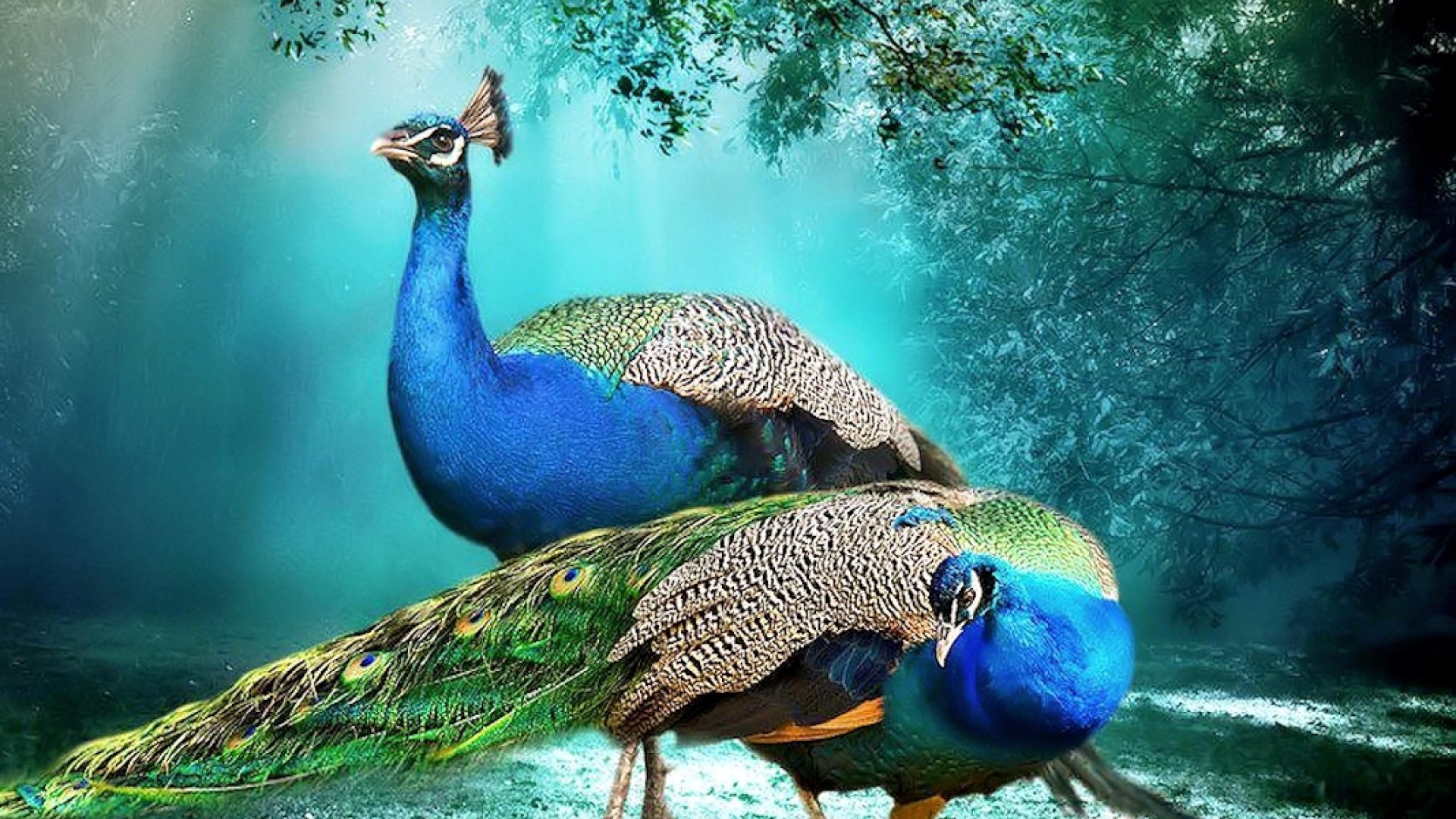 Beautiful Background Peacock Pair HD Wallpaper
