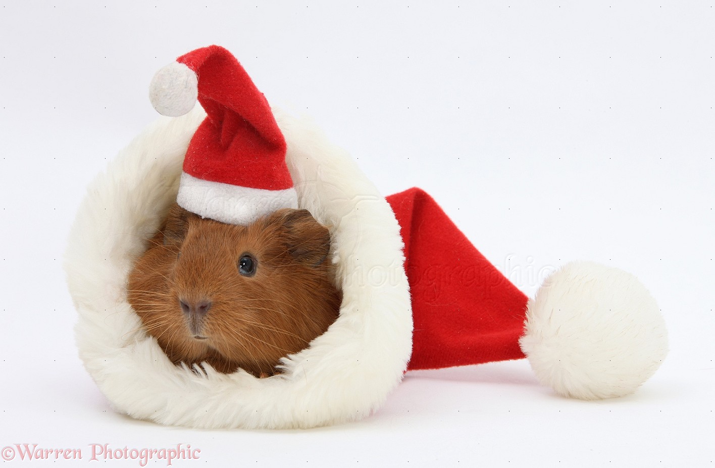 Wp21601 Baby Guinea Pig In And Wearing A Father Christmas Hat