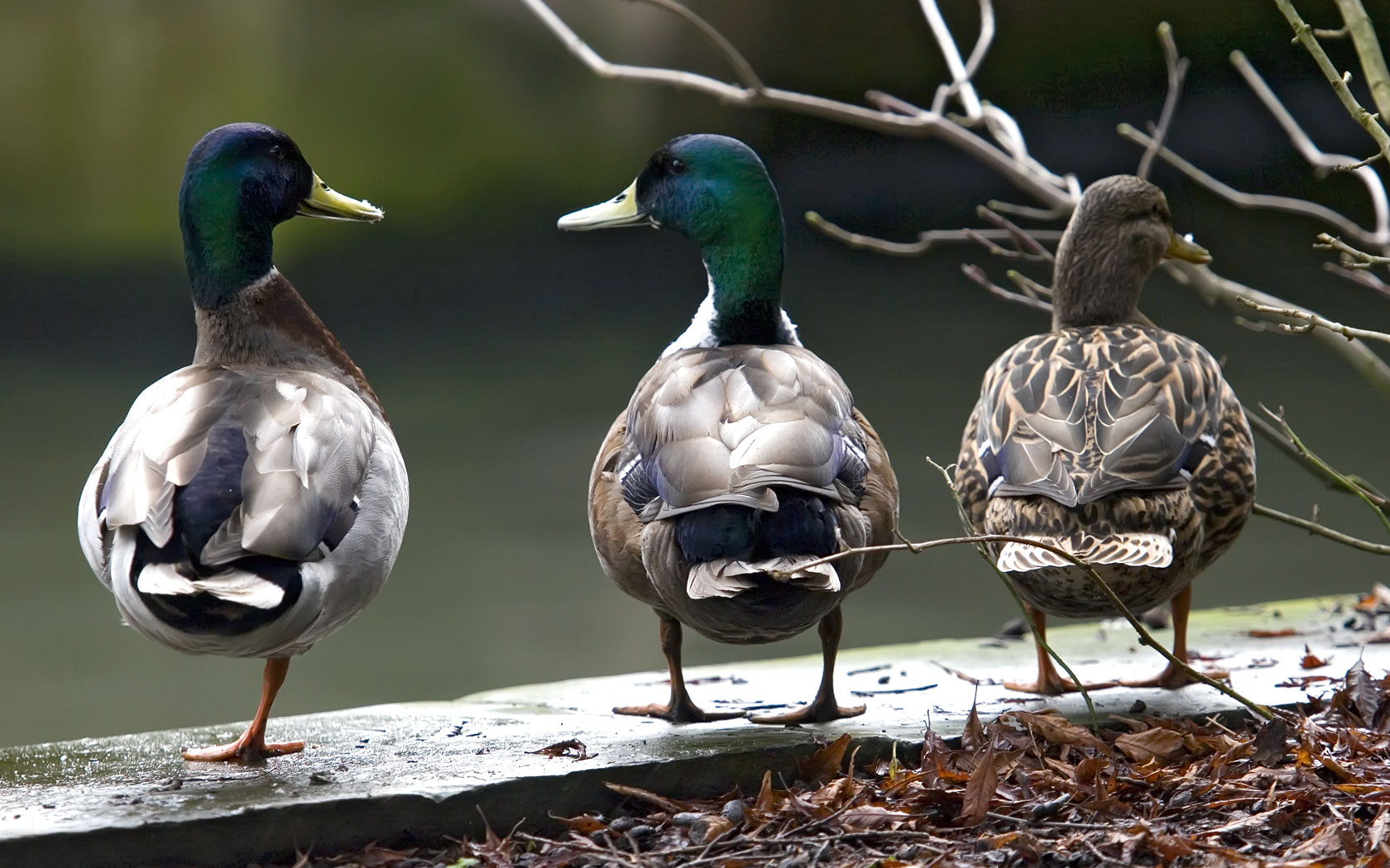 Three Mallard Ducks Bird Wallpaper