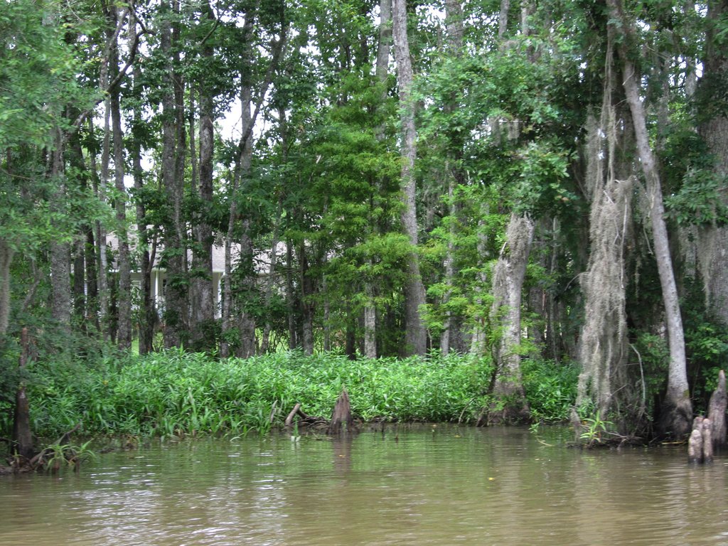 Louisiana Swamp By Iheartigs
