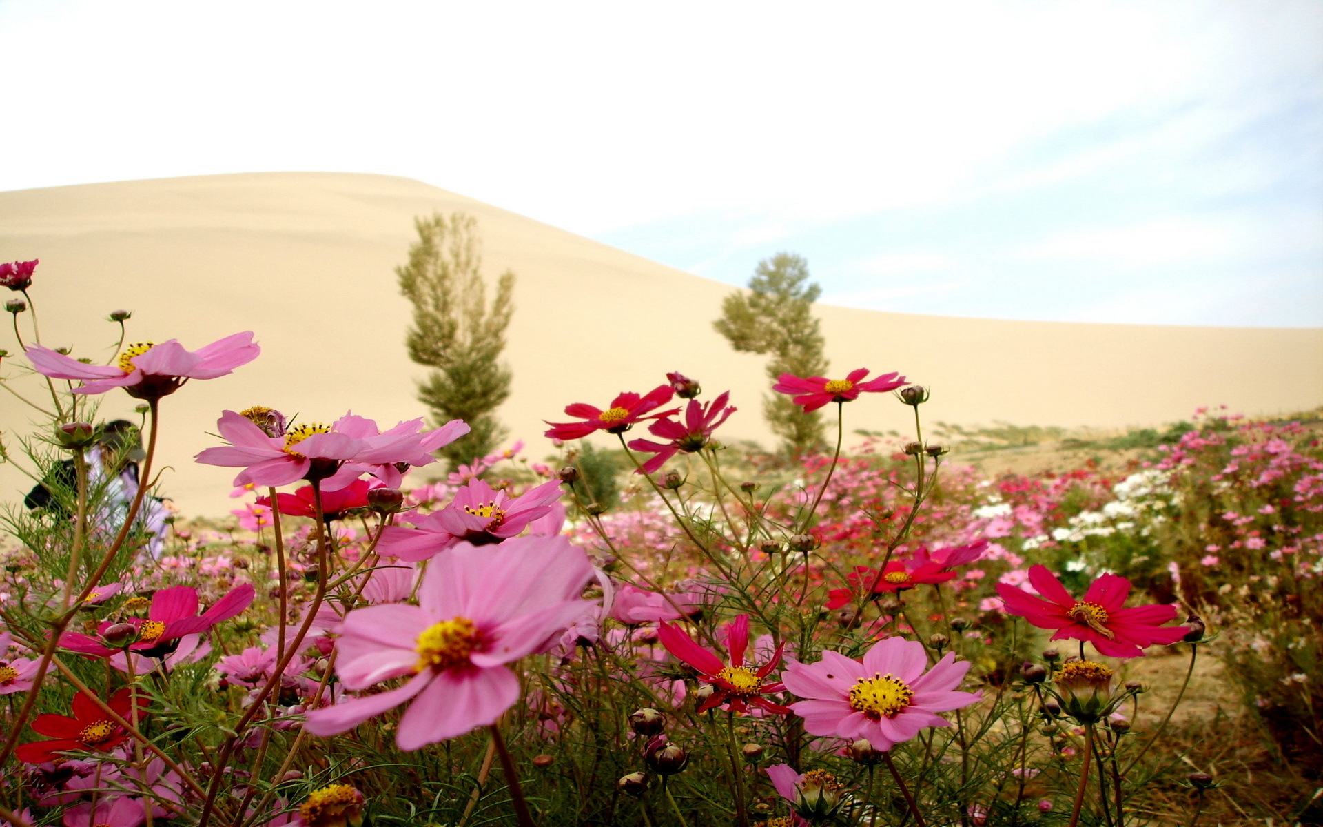 Girly Background Desktop Wallpaper