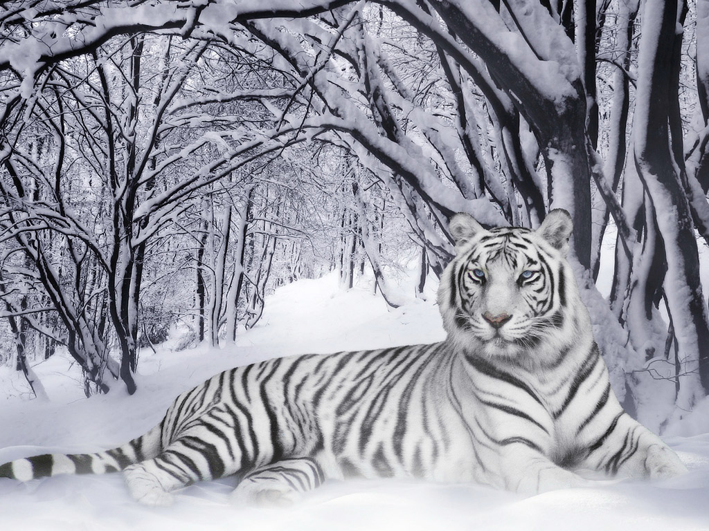 All Type Of Wallpaper White Tiger Animal HD