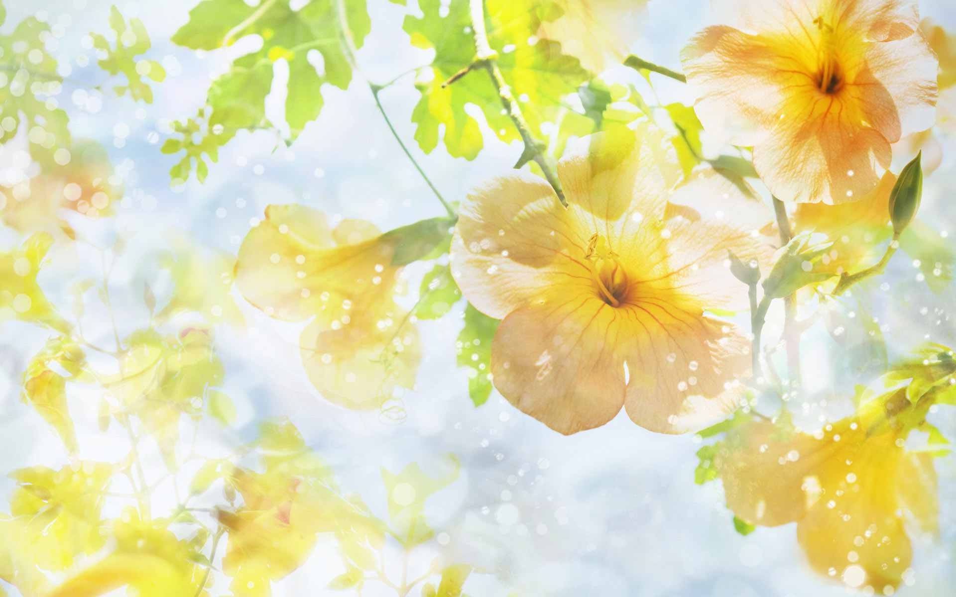 Nature Flowers Wallpaper HD