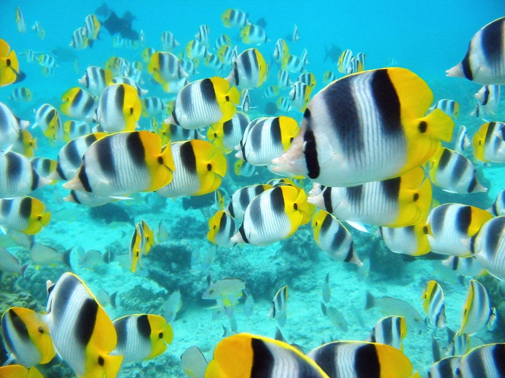 Beautiful Anemonefish Angelfish Sea Wallpaper For Puter Desktop