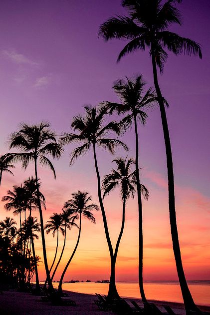 Palm Trees iPhone Wallpaper iPhone wallpapers Pinterest