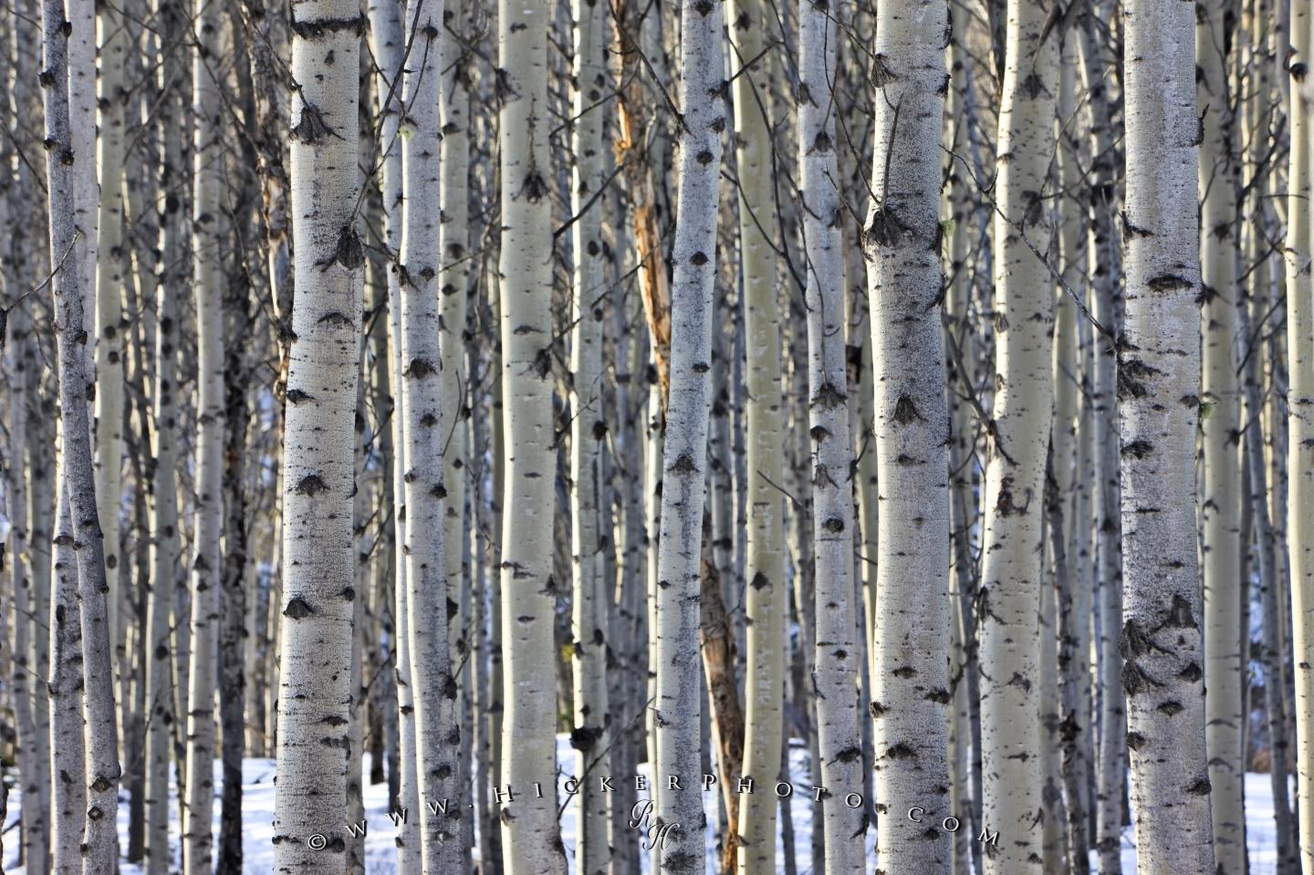 Puter Background Closely Spaced Aspen Trees Form A Small Forest