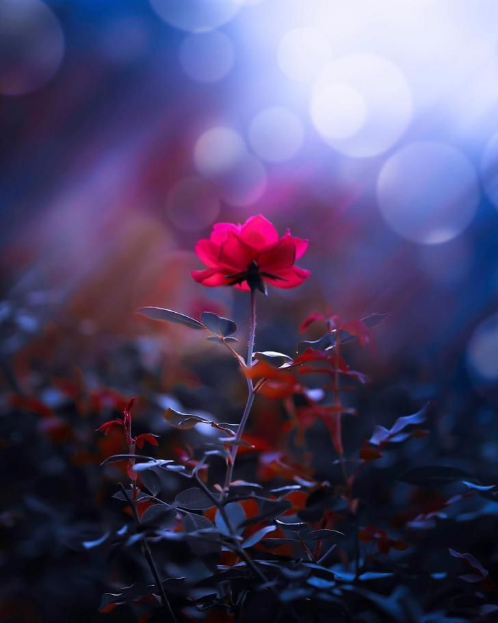 The Beauty Of A Rose Flowers Photography Wallpaper